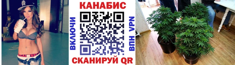 Конопля семена Чишмы